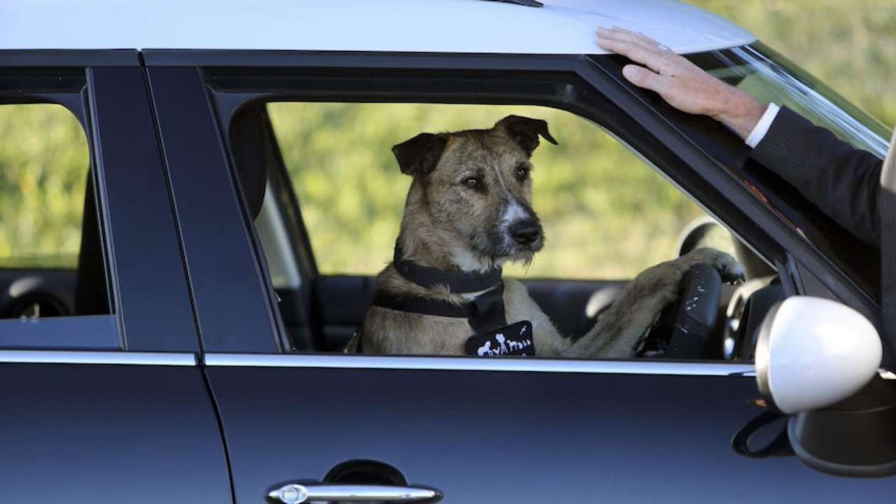 Quando si dice guidare da cani...un video incredibile che sta