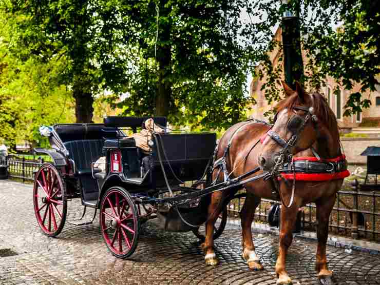 Carrozze trainate dai cavalli, il governo italiano dice basta (Web source) 12 agosto 2022 quattromania.it