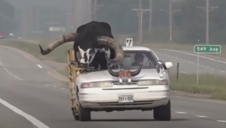 Viene trasportato un toro in automobile